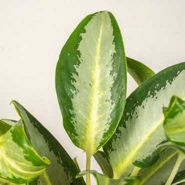 Aglonema 'Silver Blue'