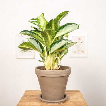 Aglonema 'Silver Blue'