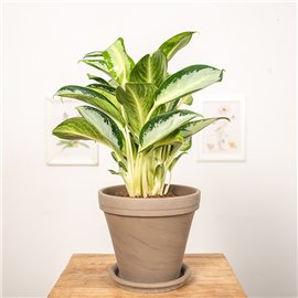 Aglonema 'Silver Blue'