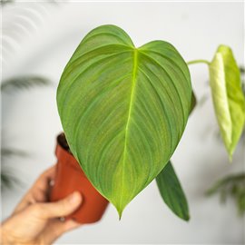 Filodendron gloriosum