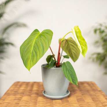 Filodendron gloriosum