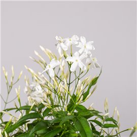 Jaśmin wielokwiatowy | Duży