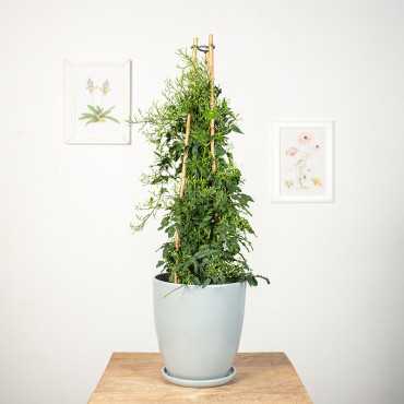 Jaśmin wielokwiatowy | Duży