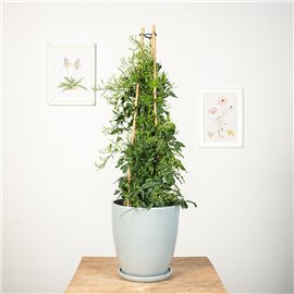 Jaśmin wielokwiatowy | Duży