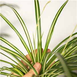 Zielistka 'Atlantic'