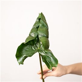 Alokazja 'Dragon Tail'