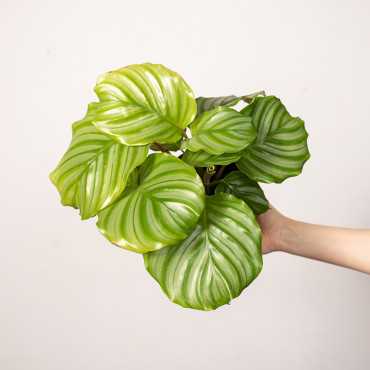 Kalatea okrągłolistna