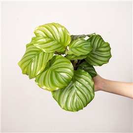 Kalatea okrągłolistna