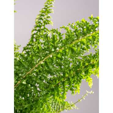 Paproć Nefrolepis | Mała