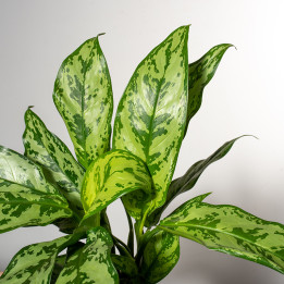 Aglonema 'Romeo'