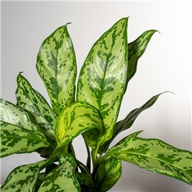 Aglonema 'Romeo'