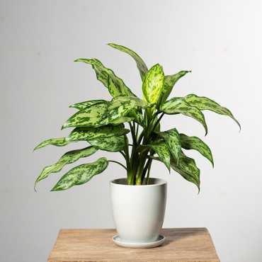 Aglonema 'Romeo'