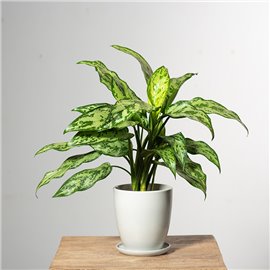 Aglonema 'Romeo'