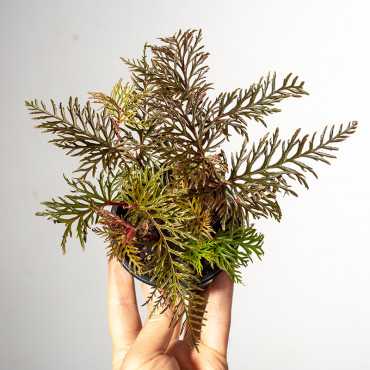 Begonia Bipinnatifida