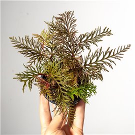 Begonia Bipinnatifida