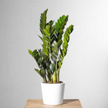 Zamiokulkas 'Supernova'