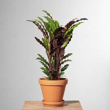 Kalatea falistolistna