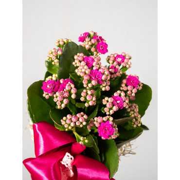 Kalanchoe czerwone z przybraniem