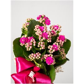 Kalanchoe czerwone z przybraniem