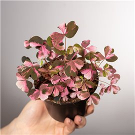 Szczawik Vulcanocola