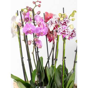 Storczyk 3-pędowy ze wzorem MIX