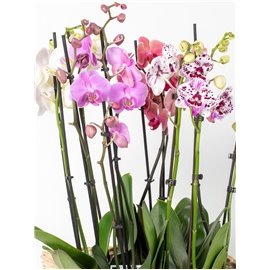 Storczyk 3-pędowy ze wzorem MIX