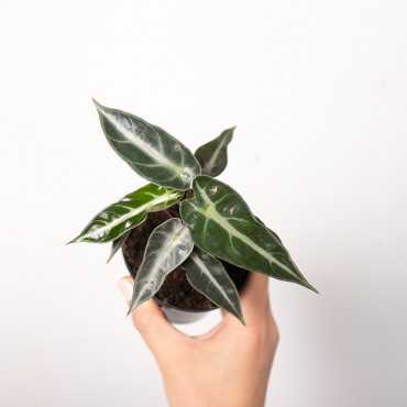 Alokazja 'Bambino Arrow'