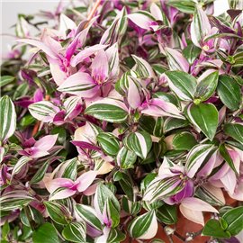 Trzykrotka 'Quatricolor' | Wisząca