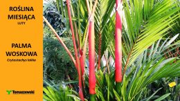 Roślina miesiąca: palma woskowa