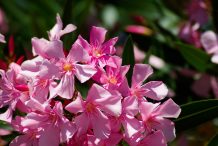 Roślina miesiąca – maj: oleander