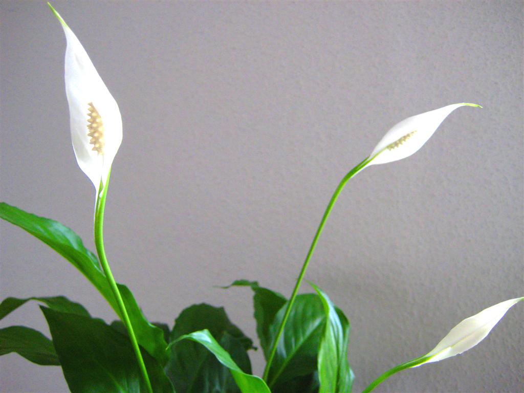 Спатифиллум кватро. Спатифиллум floribundum. Спатифиллум обильноцветущий Spathiphyllum floribundum. Спатифиллум Беллини. Спатифиллум Беллини 45/23.