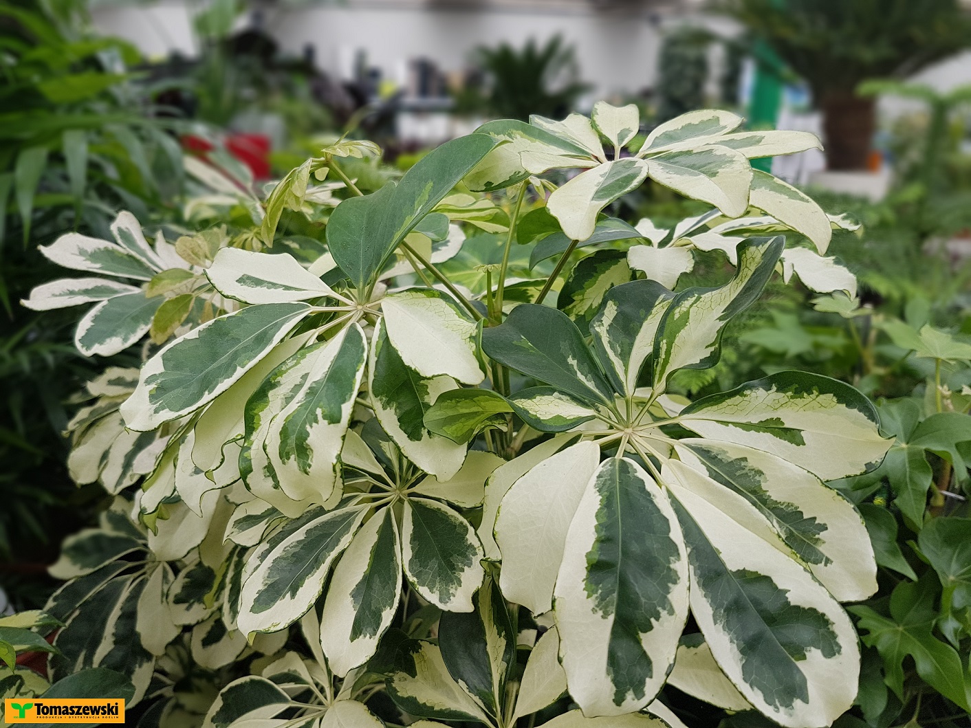 Jak Uprawia Szefler Domow Tomaszewski