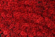 Czerwone kwiaty domowe