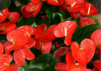 Anturium, Skrzydłokwiat, Cantedeskia – doniczkowe, kwitnące rośliny z rodziny obrazkowatych