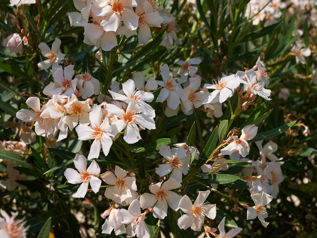 Oleander - Kompendium wiedzy Tomaszewski