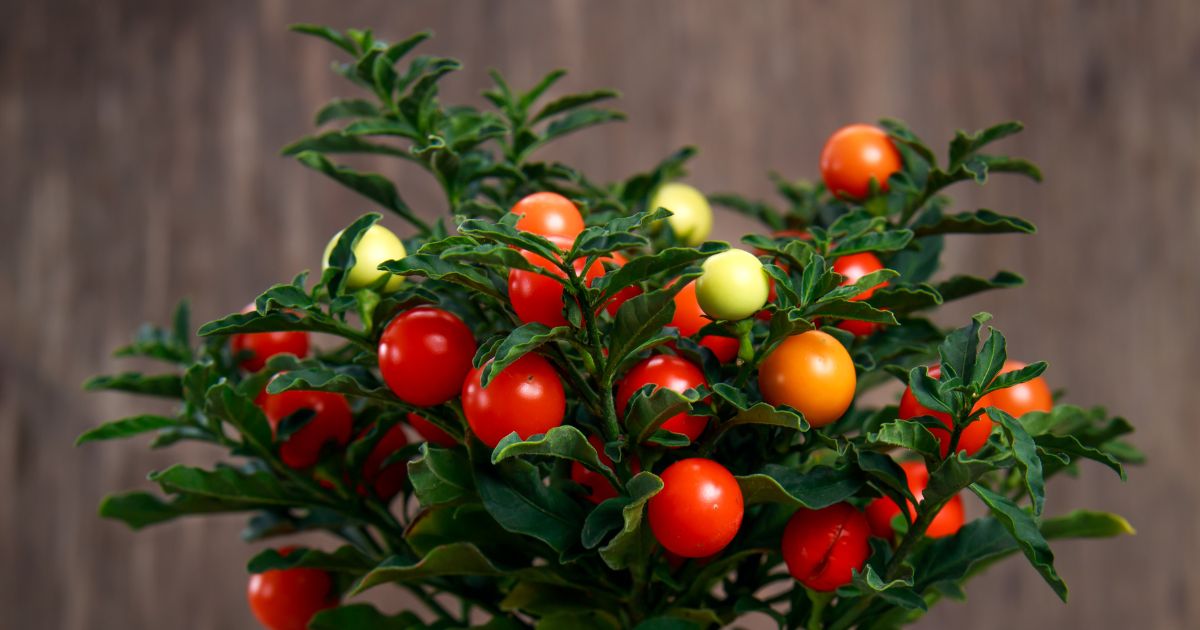 Psianka, Solanum