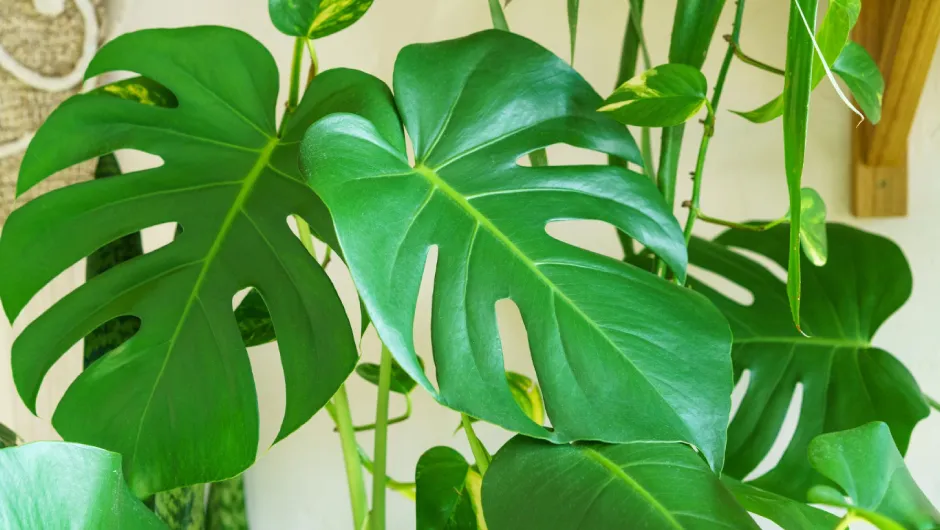 Roślina pnąca do domu monstera dziurawa