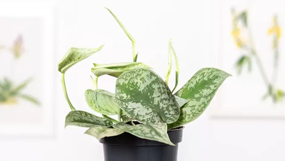 Scindapsus