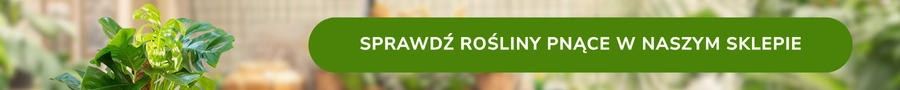 Sprawdź ofertę roślin pnących