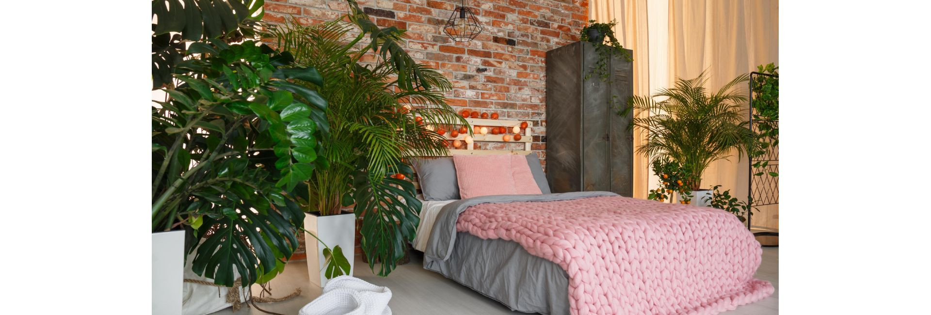 Rośliny doniczkowe cieniolubne do ciemnych pomieszczeń - Tomaszewski