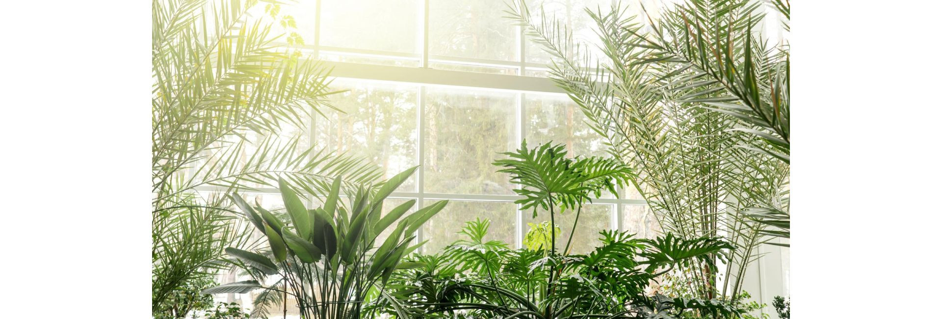 Rośliny na pełne słońce i nasłonecznione miejsce - Tomaszewski