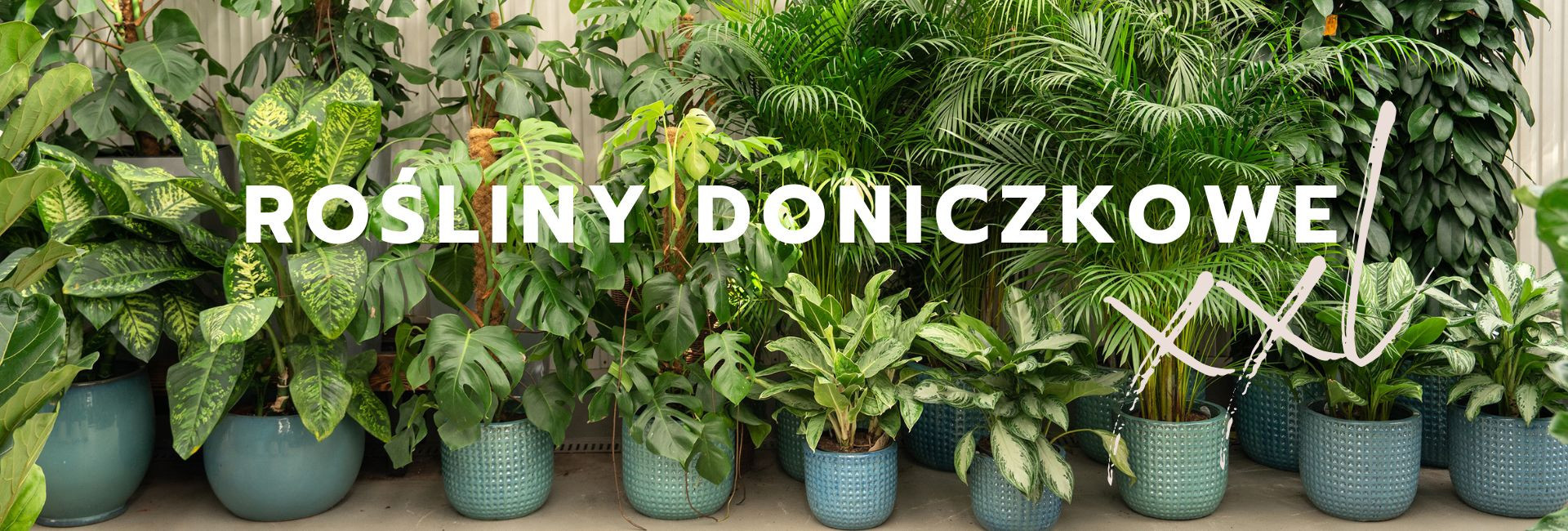 Duże rośliny doniczkowe, wysokie na 150+ cm | Tomaszewski