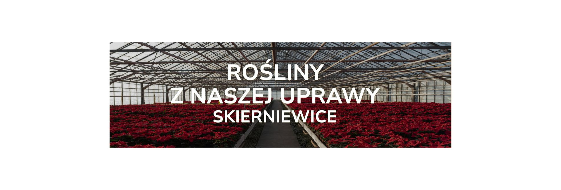 Oryginalne sadzonki, producent roślin doniczkowych - Tomaszewski