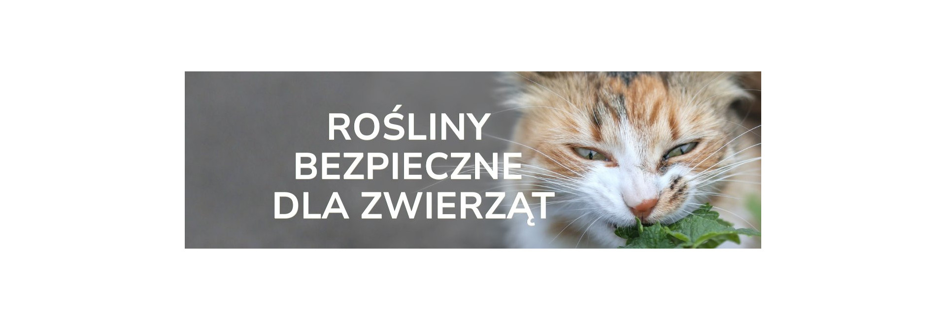 Rośliny i kwiaty bezpieczne dla zwierząt (kotów, psów, innych) - Tomaszewski