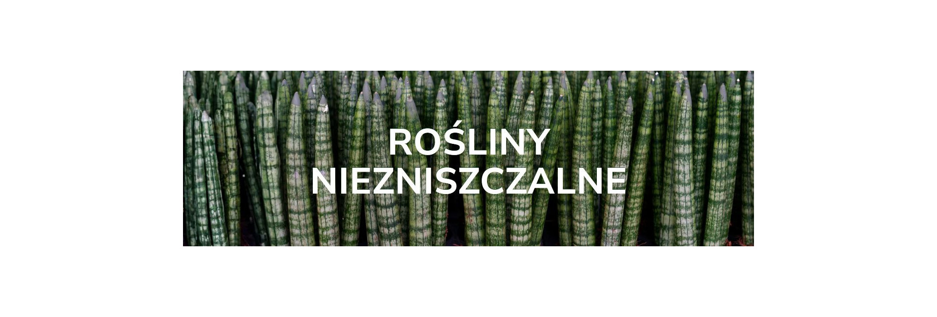 Rośliny niezniszczalne, wytrzymałe i niewymagające kwiaty - Tomaszewski