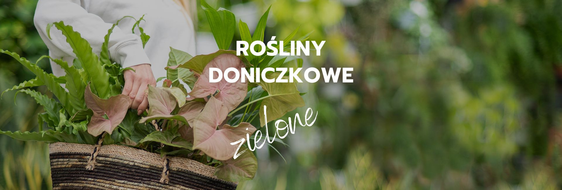 Kwiaty doniczkowe zielone - Tomaszewski