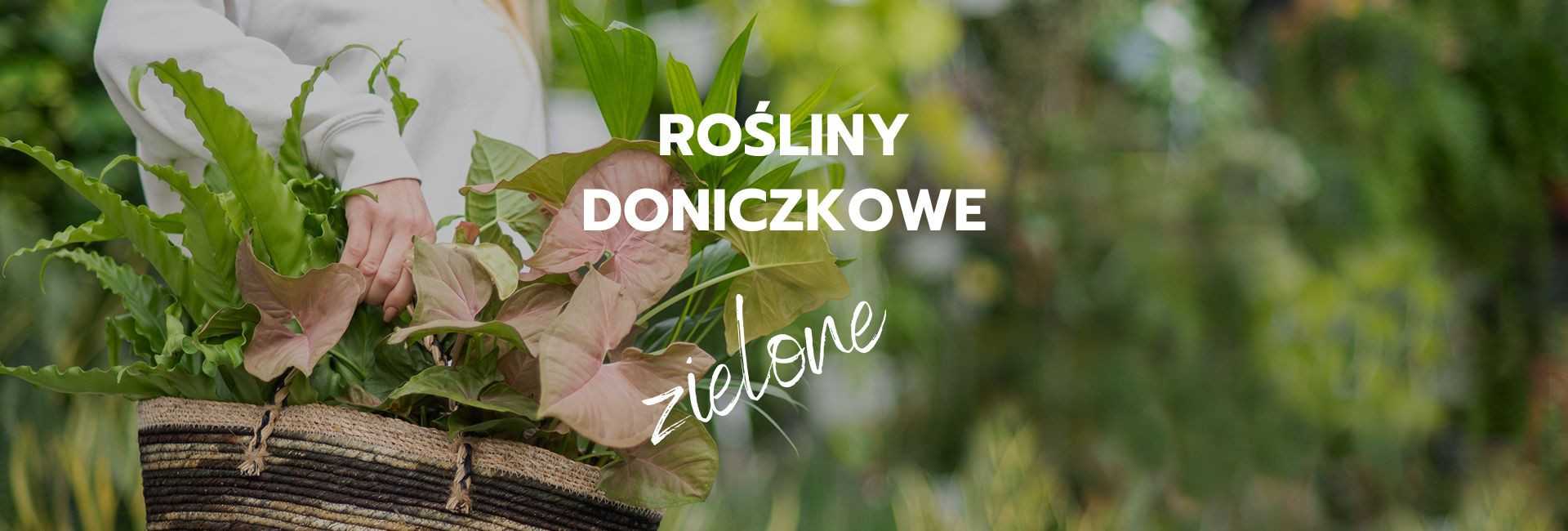 Kwiaty doniczkowe zielone domowe - Tomaszewski