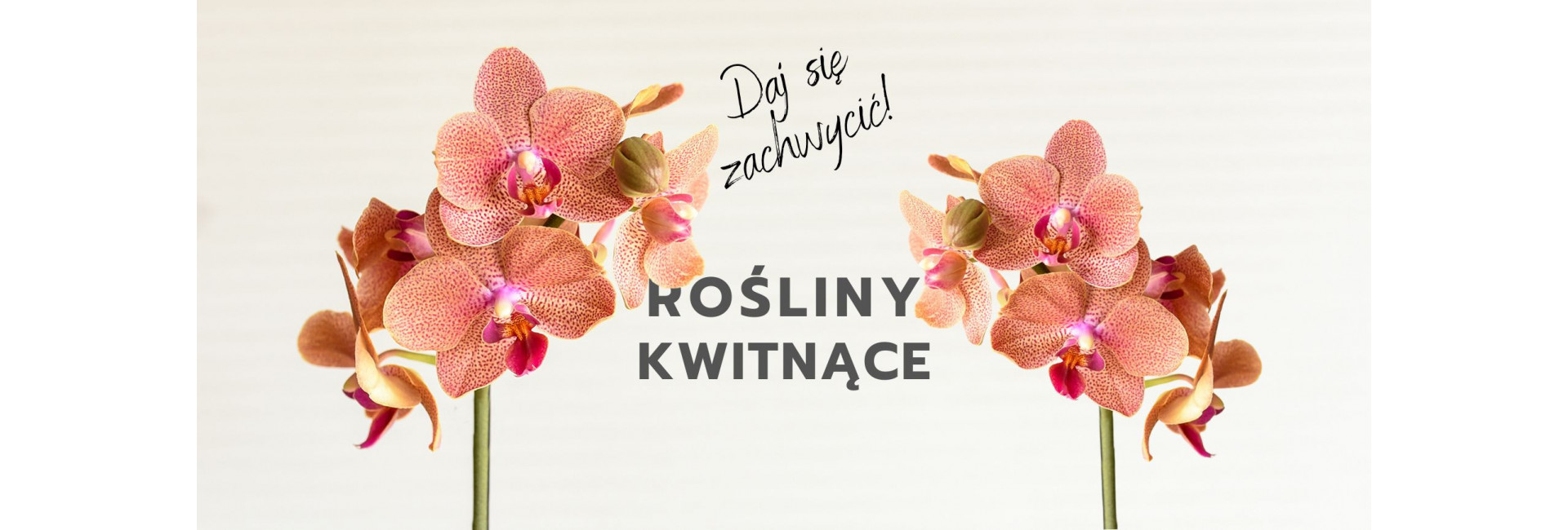 Kwiaty doniczkowe kwitnące