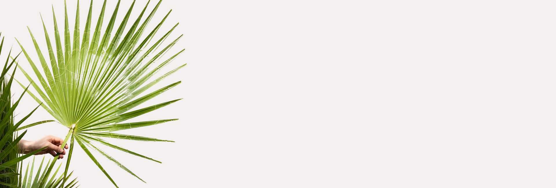 Palmy doniczkowe domowe - Tomaszewski