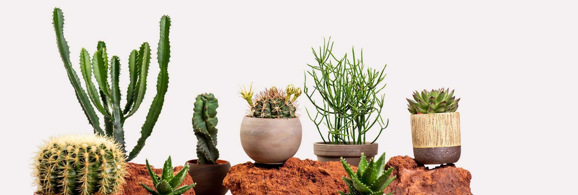 Sukulenty doniczkowe, rodzaje - Tomaszewski